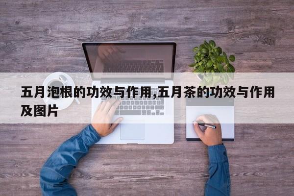五月泡根的功效与作用,五月茶的功效与作用及图片 第1张
